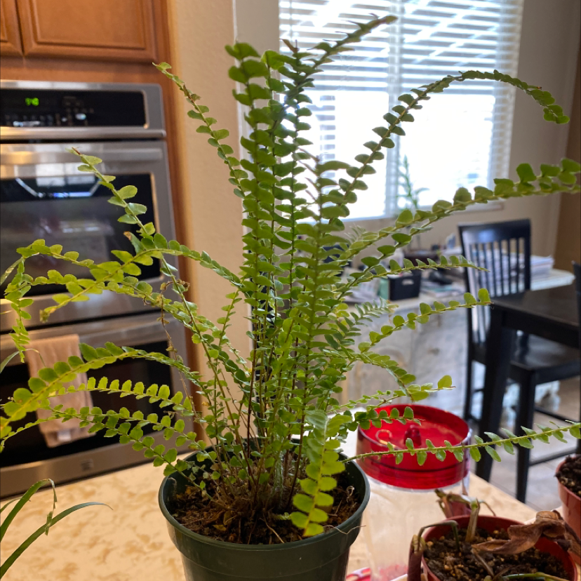 Healthy green erect sword fern in black pot on kitchen counter with smaller plants beside it and window in background