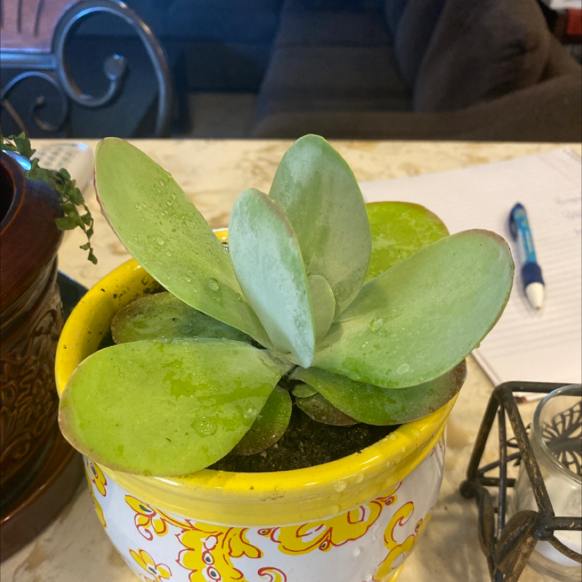 Healthy Flapjacks plant (Kalanchoe thyrsiflora) in a decorative pot with visible soil.