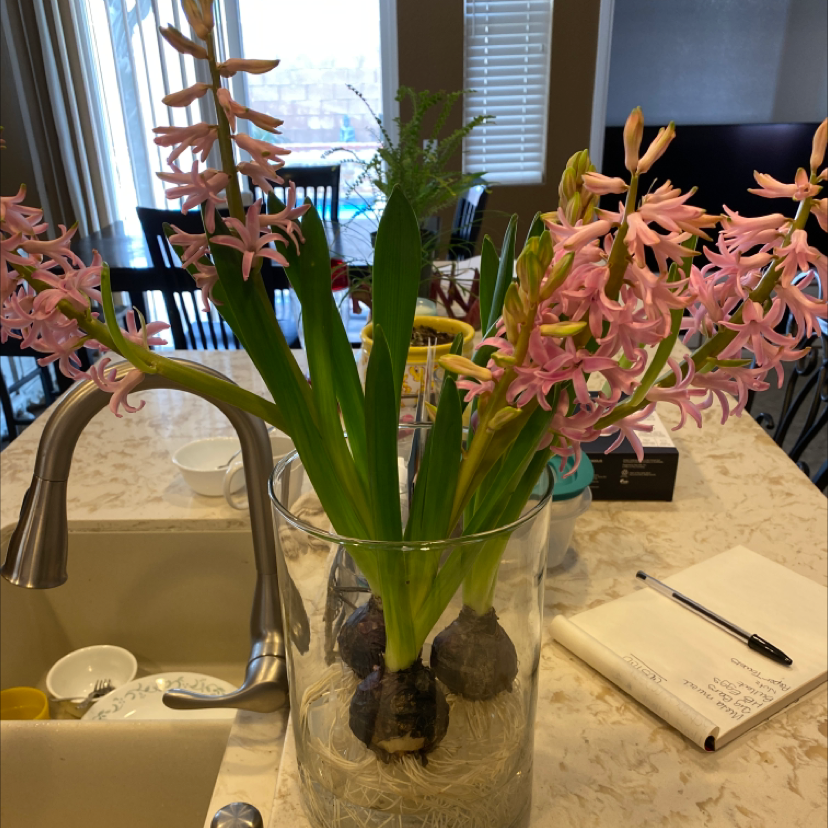 Garden Hyacinth plant in a glass vase with pink flowers and green leaves on a kitchen counter.