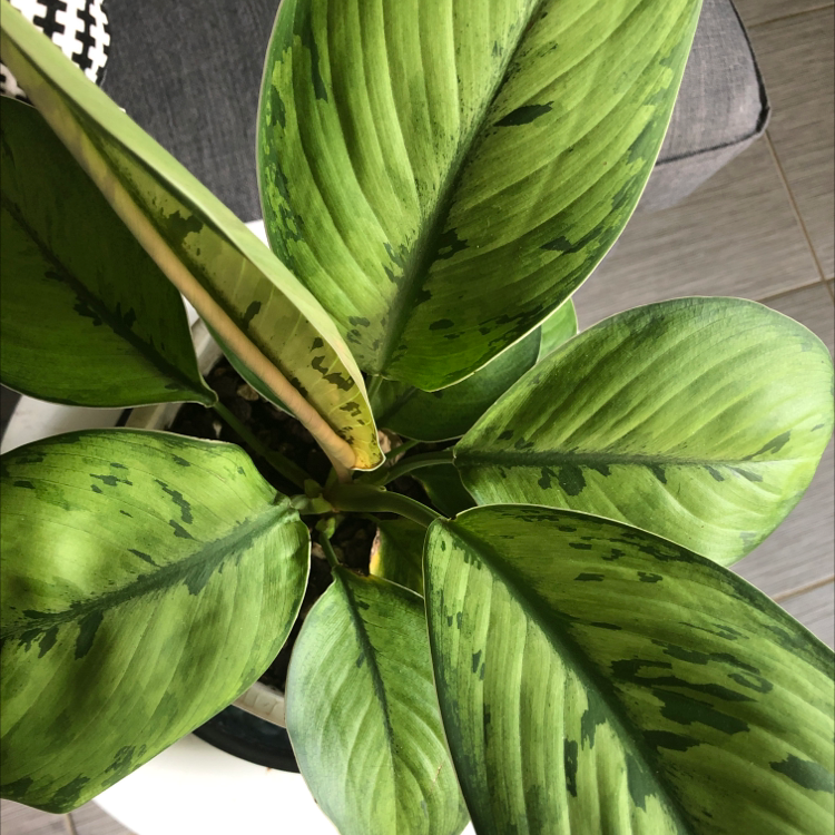 Homalomena 'Selby' plant with broad, green leaves featuring darker green patterns.