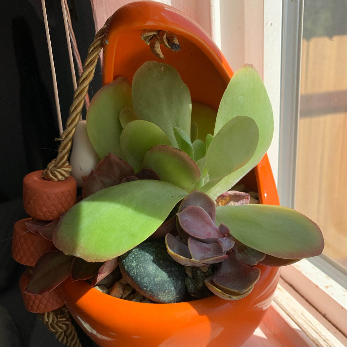Flapjacks plant (Kalanchoe thyrsiflora) in an orange hanging pot by a window.