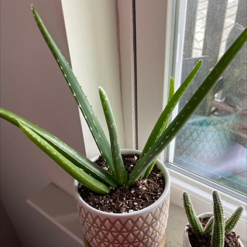 Cylindrical Snake Plant in a white pot near a window with another smaller plant visible.