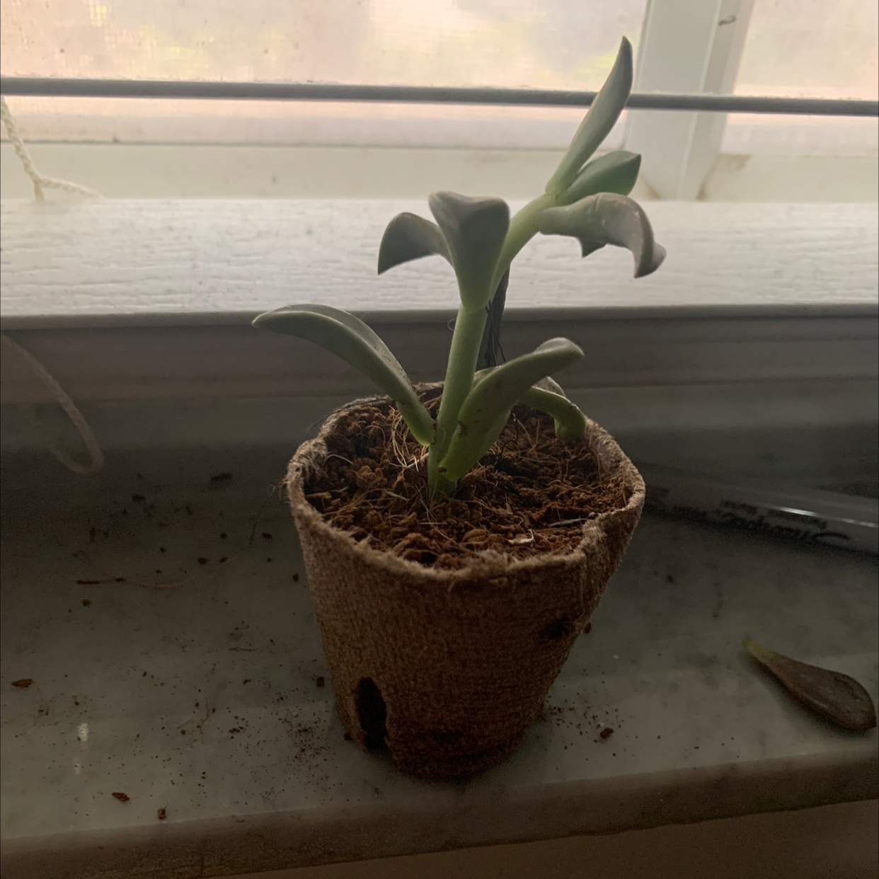 Ghost Plant plant photo by @Im_not_mimi named Ghostface on Greg, the plant care app.