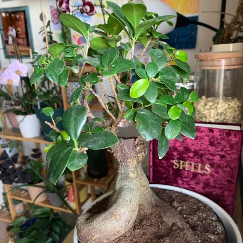 Healthy Ficus Ginseng bonsai with thick trunk and lush green foliage, potted in a shallow container with pebble top dressing.