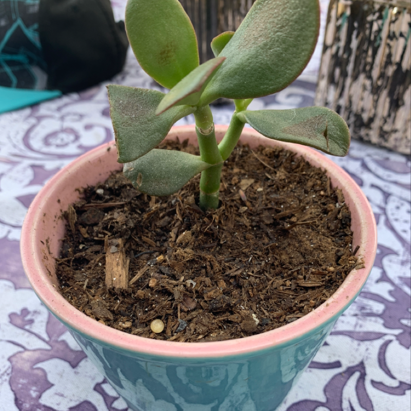 Jade plant in a decorative pot with visible soil and minor browning on leaf edges.