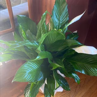 Peace Lily plant in Pittsburgh, Pennsylvania