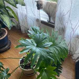 Split Leaf Philodendron plant photo by @The252 named Oli on Greg, the plant care app.
