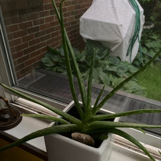 Aloe Vera plant in Pittsburgh, Pennsylvania
