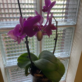 Phalaenopsis Orchid plant in Pittsburgh, Pennsylvania