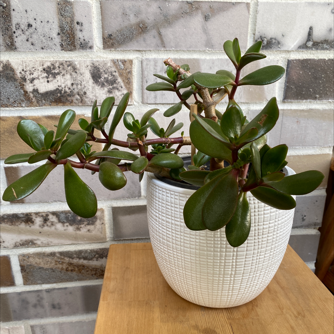 Lucky Plant plant photo by @malar87 named Jade on Greg, the plant care app.