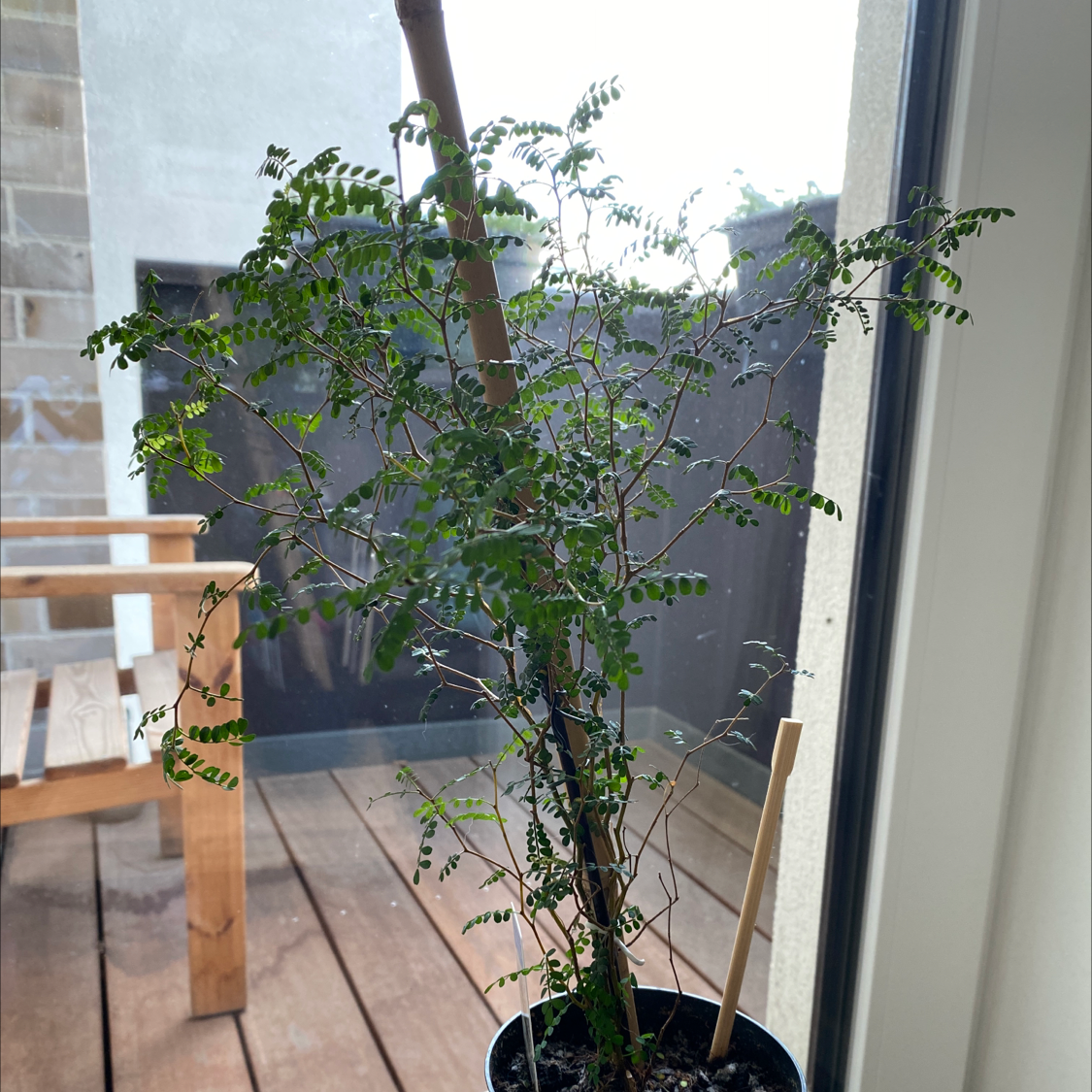 Kowhai plant photo by @malar87 named Little Baby on Greg, the plant care app.