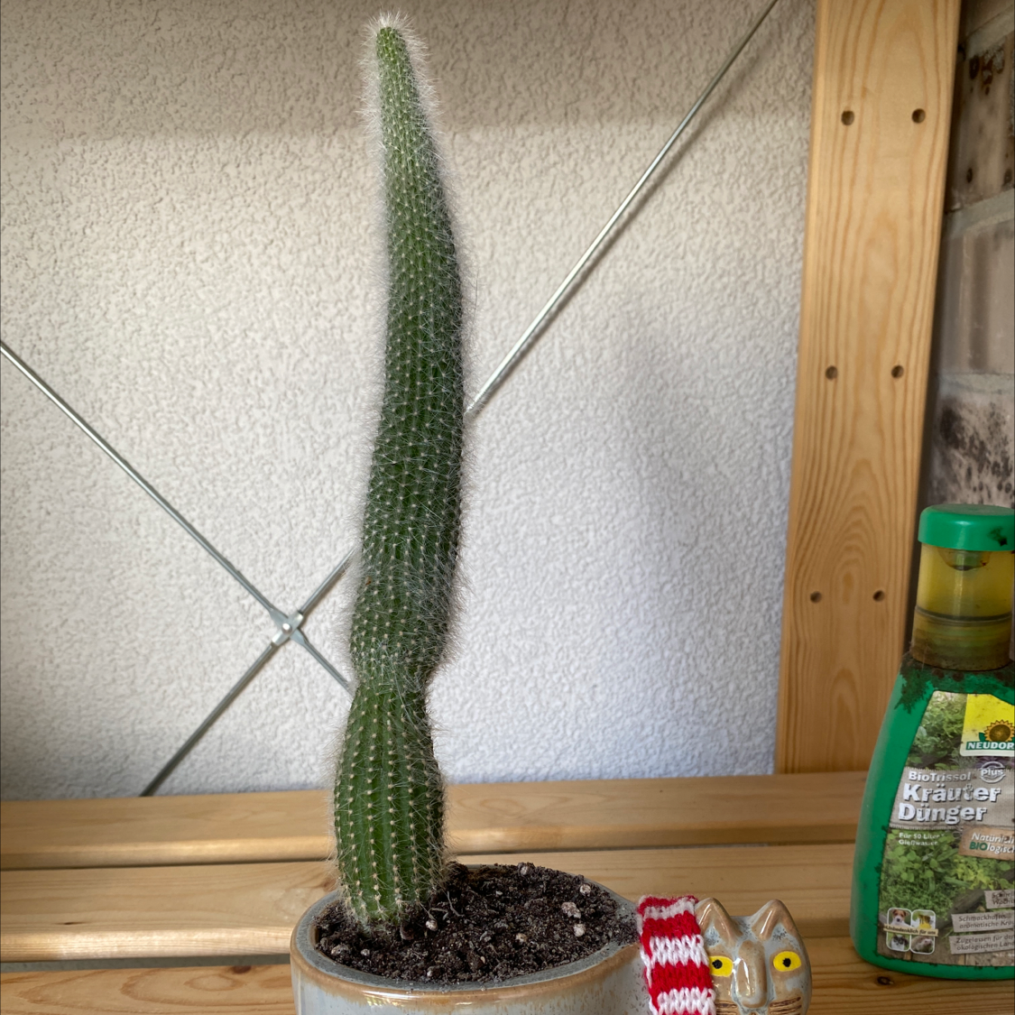 Golden Torch plant photo by @malar87 named Fuzzyboi on Greg, the plant care app.