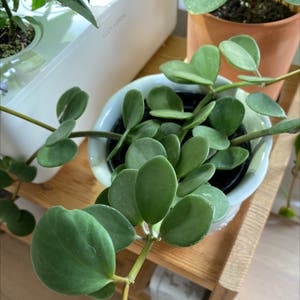 Peperomia 'Hope' plant photo by Malar87 named Hope on Greg, the plant care app.