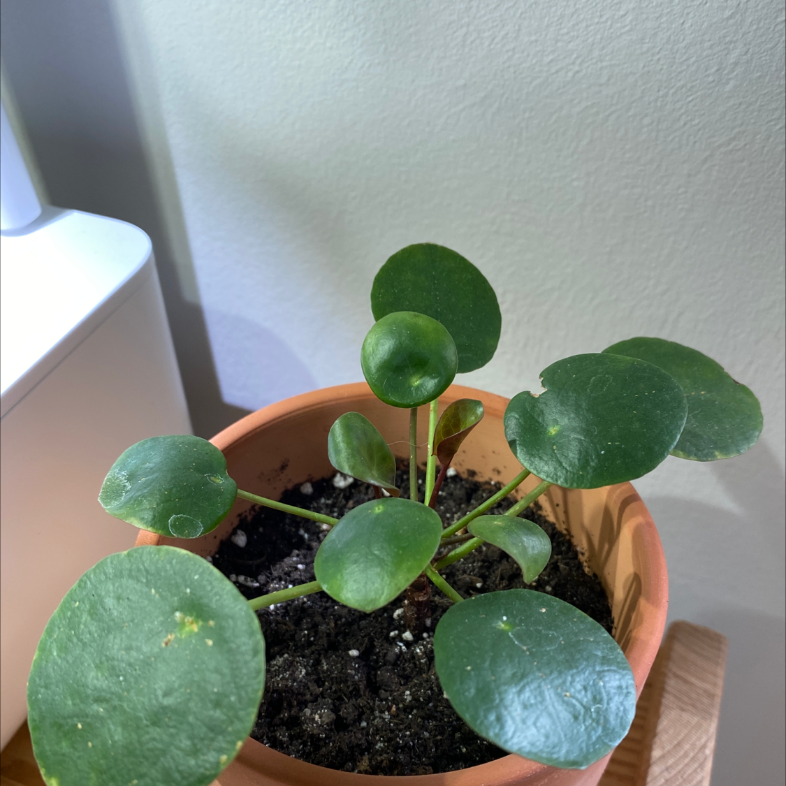 Chinese Money Plant plant photo by @malar87 named Pili on Greg, the plant care app.