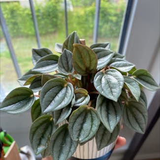 Emerald Ripple Peperomia plant in Offenbach am Main, Hessen