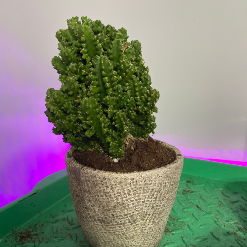 Blue Myrtle Cactus in a textured pot on a green tray with a purple light source.