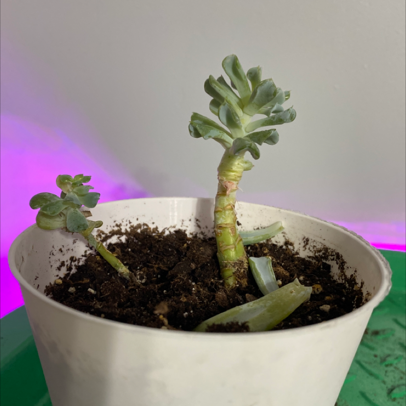 Tree Aeonium plant in a white pot with visible soil and some fallen leaves.