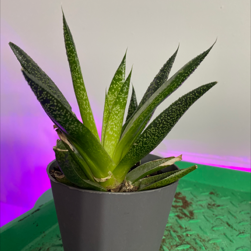 Healthy Gasteria obliqua plant with long spotted tongue-shaped leaves in a gray pot on a green patterned surface.