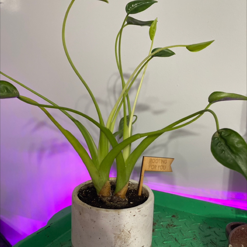 Healthy Chinese Taro plant with large green heart-shaped leaves growing in a light planter on a teal surface.