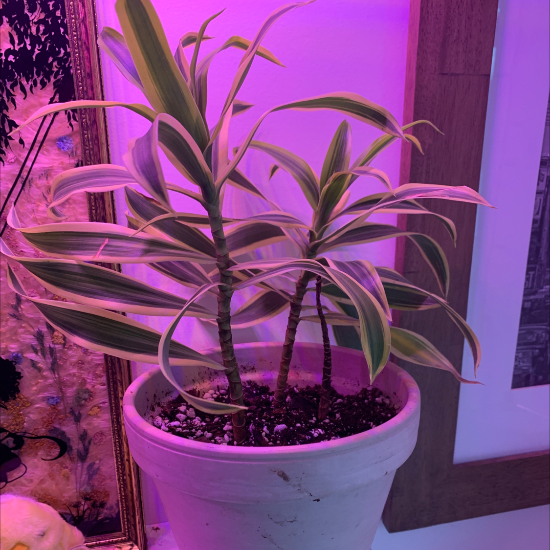 Healthy Song of India plant with vibrant green and yellow striped leaves in a white pot against a pink and purple background.