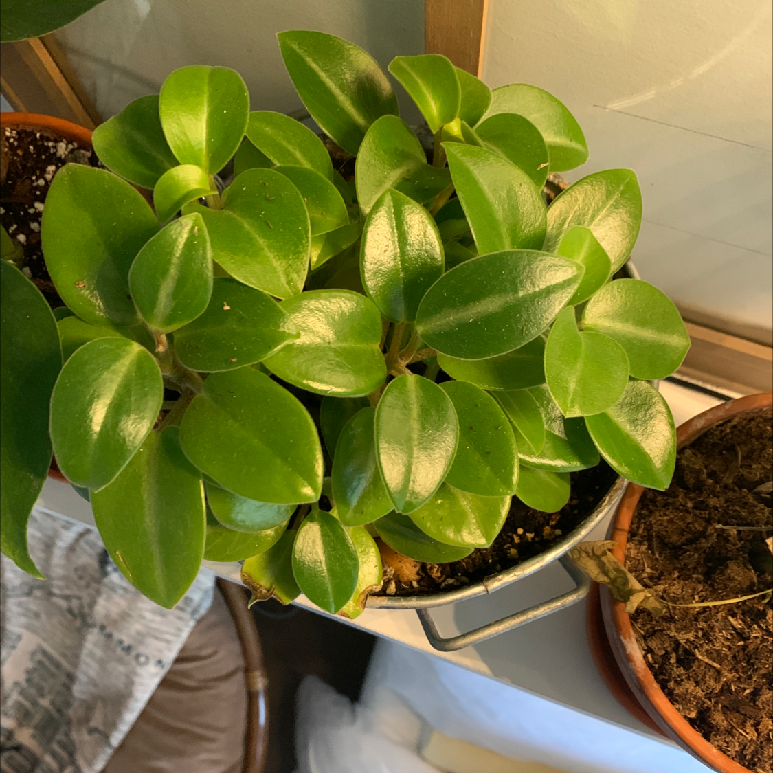 Healthy Teardrop Peperomia plant with vibrant green leaves in a pot.