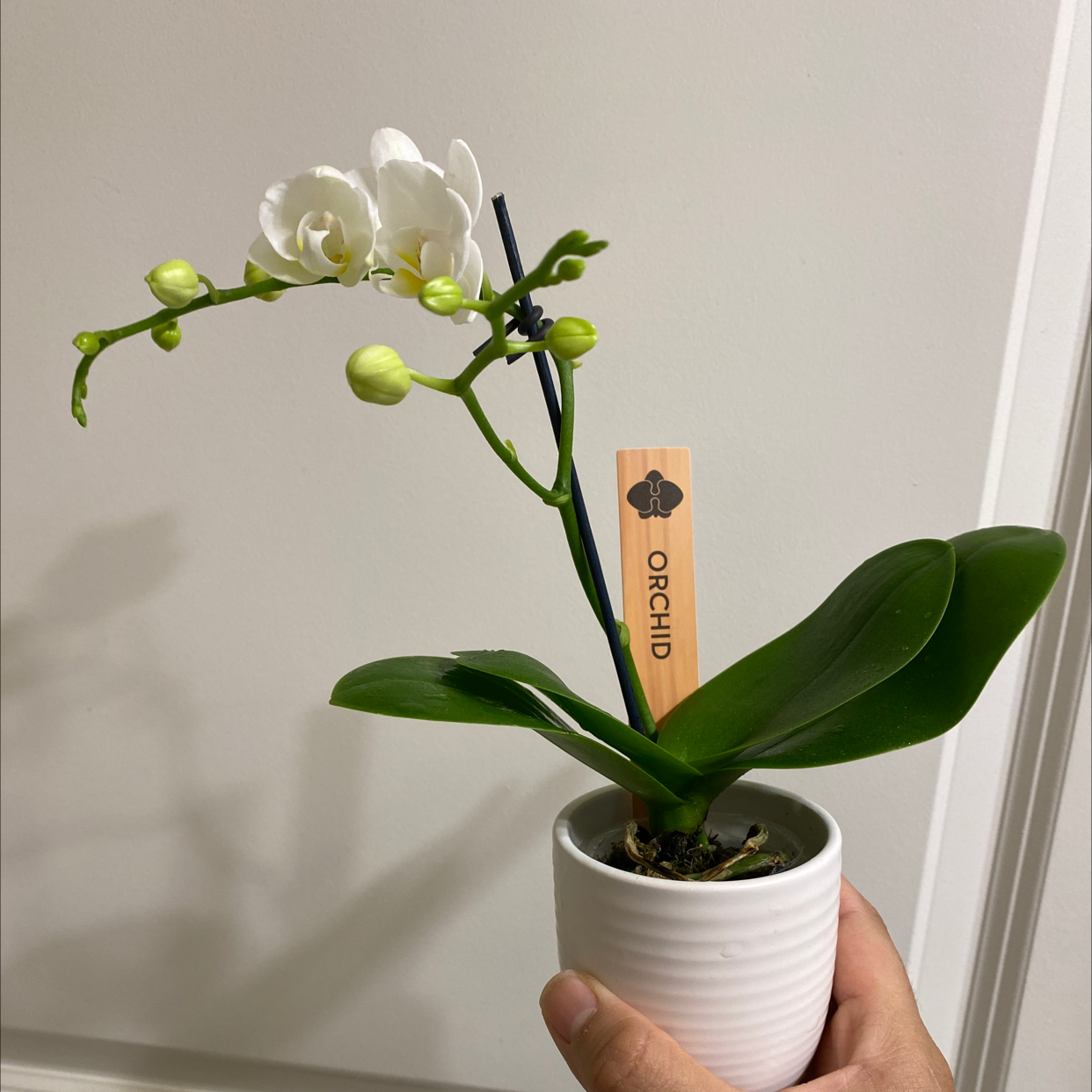 Aphrodite's Phalaenopsis orchid in a white pot with white flowers and green leaves.