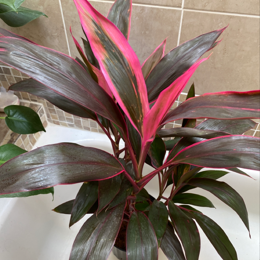 Healthy Ti plant with glossy green leaves and vibrant pink and red variegation, potted indoors.