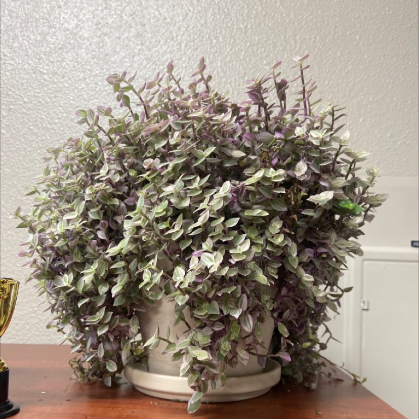 Healthy Callisia repens plant with dense trailing green and purple variegated foliage in a white ceramic pot.
