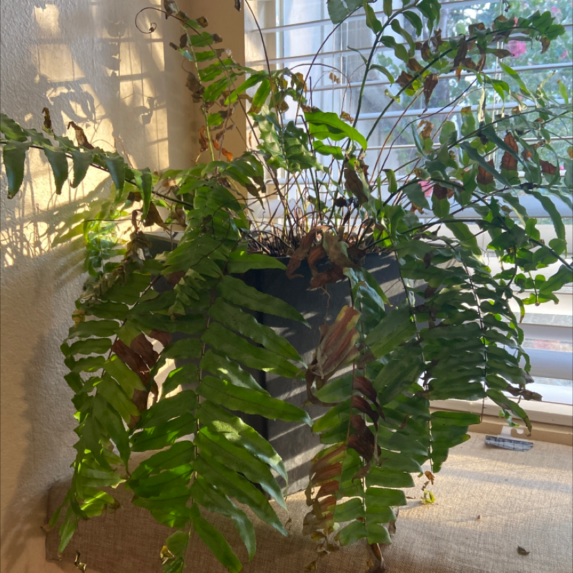 Photo of the plant species Cyrtomium falcatum by @Hopeful_greenthumb named Ferguson￼ on Greg, the plant care app