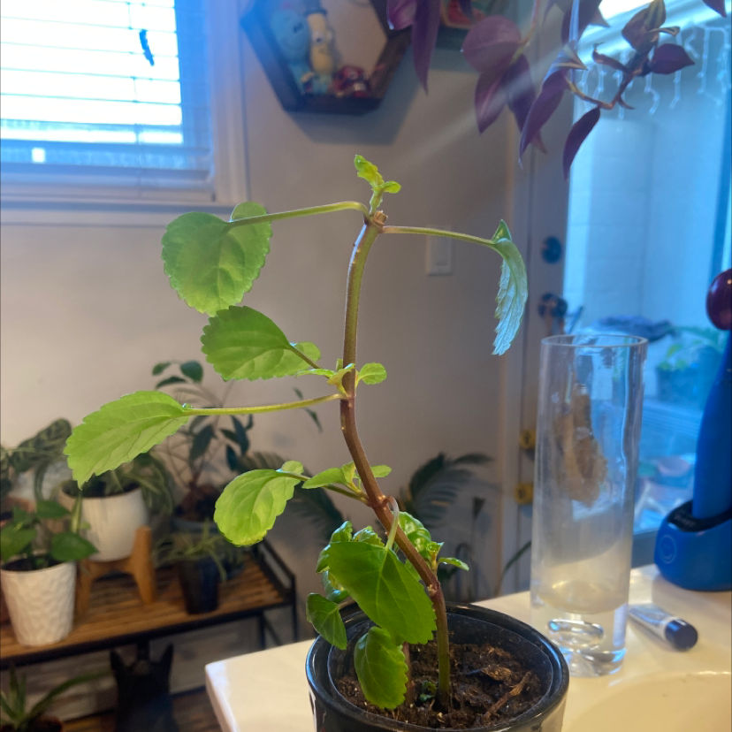 Potted Swedish Ivy plant with vibrant green leaves, well-framed and centered.