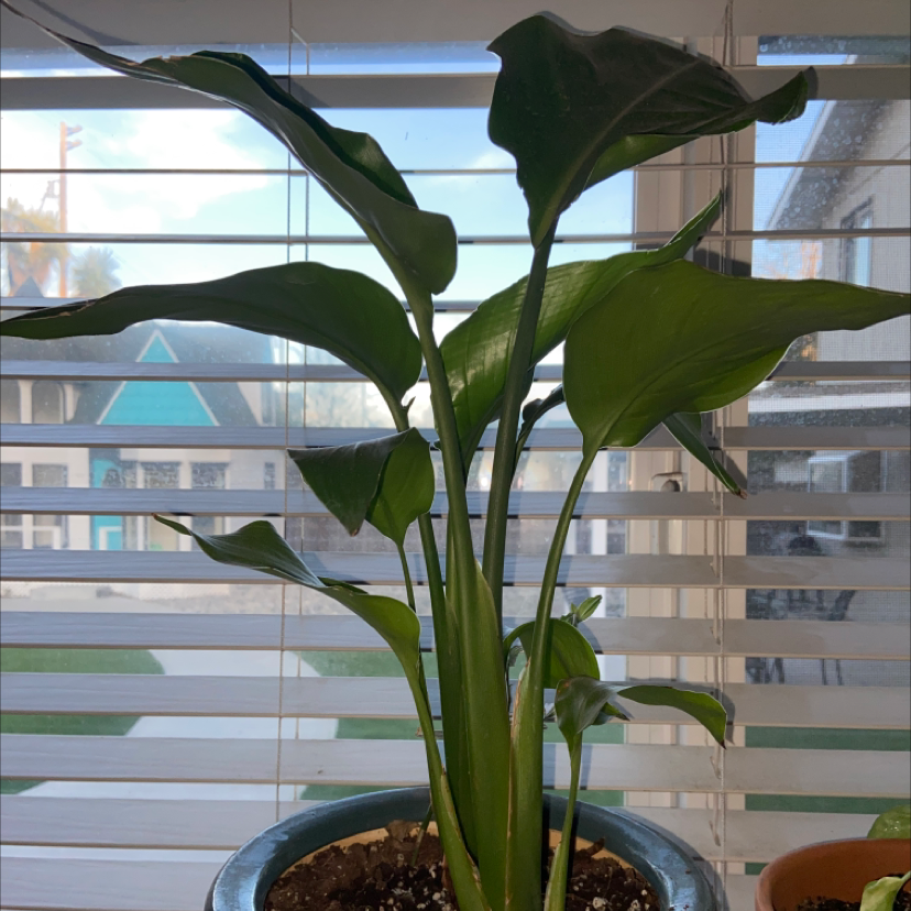 Bird of Paradise plant indoors near a window with blinds, healthy green leaves.
