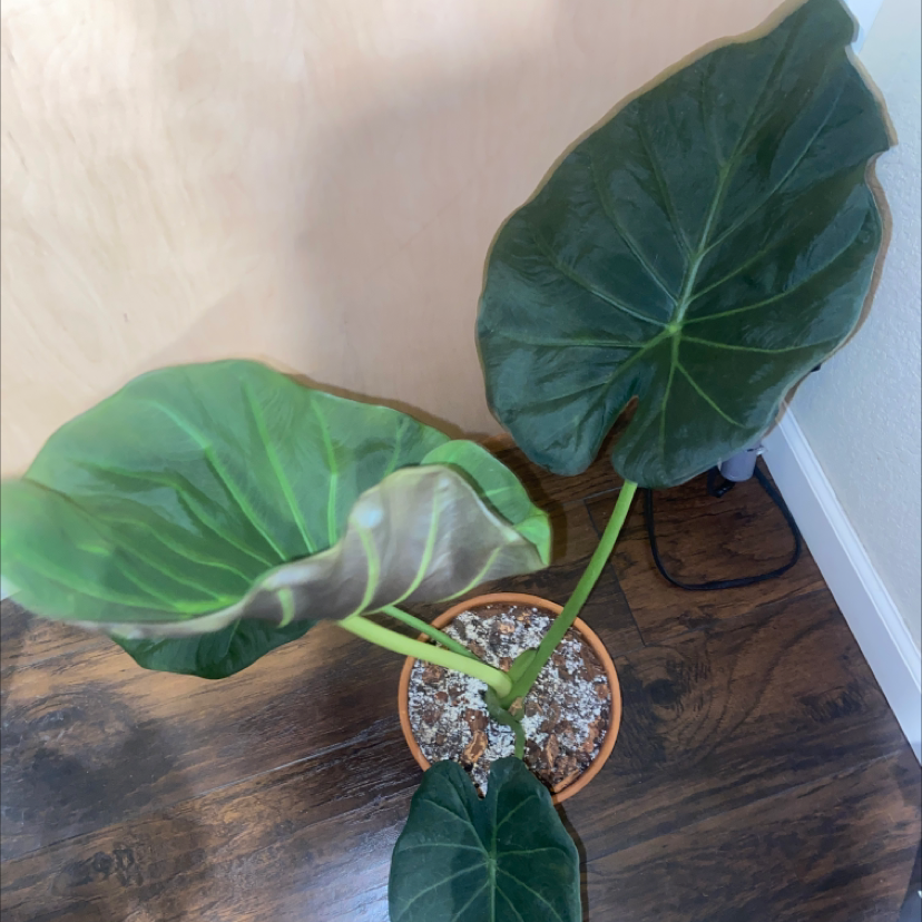 Elephant Ear Philodendron with large green leaves in a small pot with visible soil.