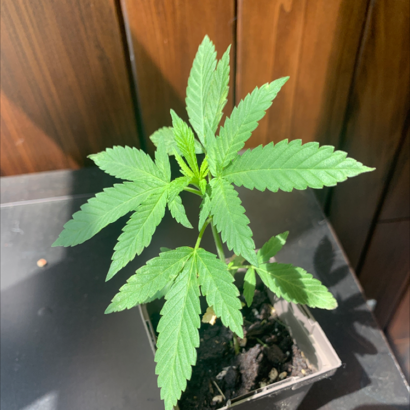Photo of the plant species Marijuana by @eve.lillian named callie on Greg, the plant care app