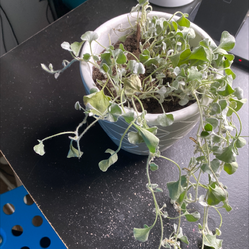 Potted Silver Ponysfoot plant with some yellowing and browning leaves.