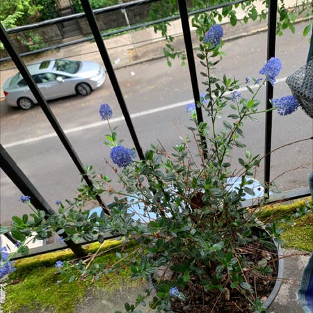 Photo of the plant species Blue Mountain Lilac by Mxrellxellx named Dolores on Greg, the plant care app