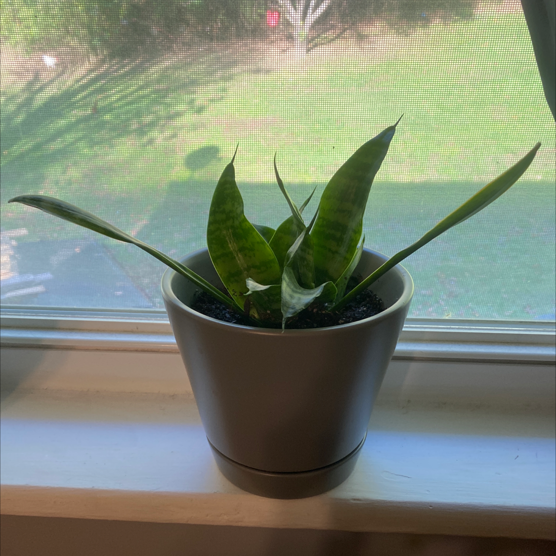 Snake Plant plant photo by @Karishae named Snake on Greg, the plant care app.