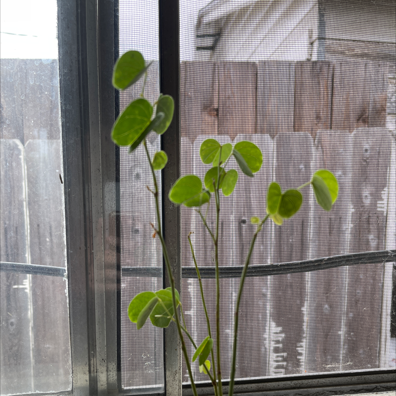 Photo of the plant species Orchid Tree by @Gabe-10 named Orchid Tree on Greg, the plant care app