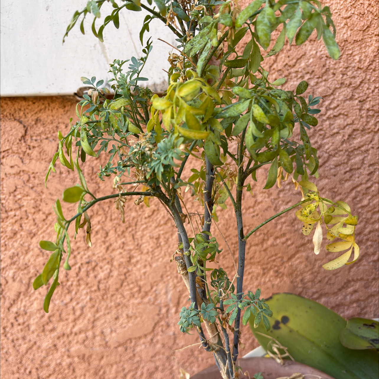 Photo of the plant species Common Rue by @Gabe-10 named Rue on Greg, the plant care app