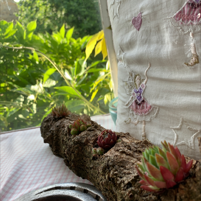 Photo of the plant species King Protea by F r a n 🍄🧚🏻‍♀️ named Loggy the log on Greg, the plant care app
