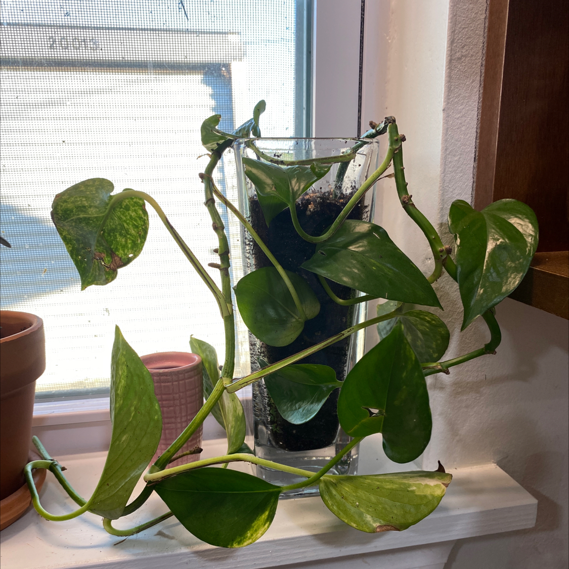 Taro Vine plant photo by Shandra named Kendall on Greg, the plant care app.