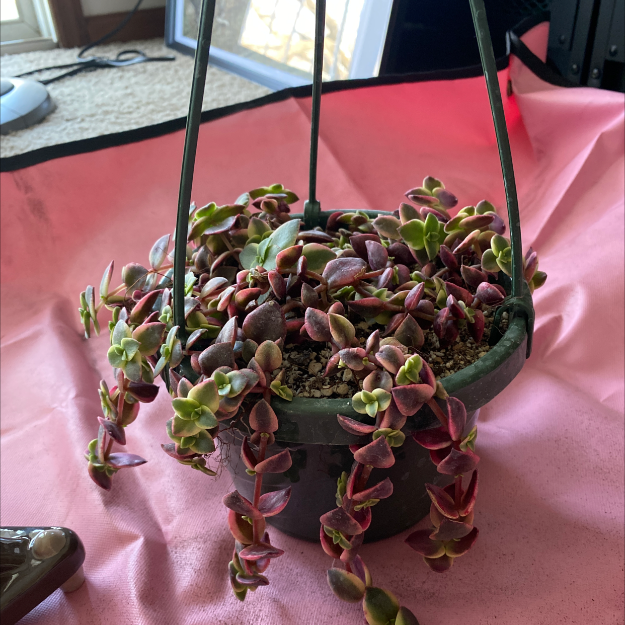 Healthy Crassula Pellucida succulent with reddish-green heart-shaped leaves cascading elegantly from long stems in a small green pot.
