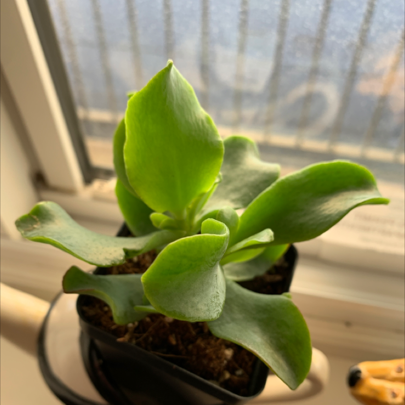 Photo of the plant species Crassula 'Curly Grey' by Esther named curly on Greg, the plant care app