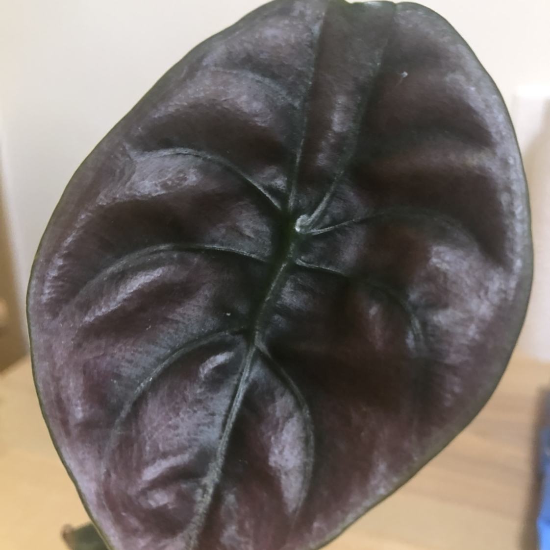 Photo of the plant species Alocasia ‘Red Secret’ by @Plantastic named Cuppy on Greg, the plant care app