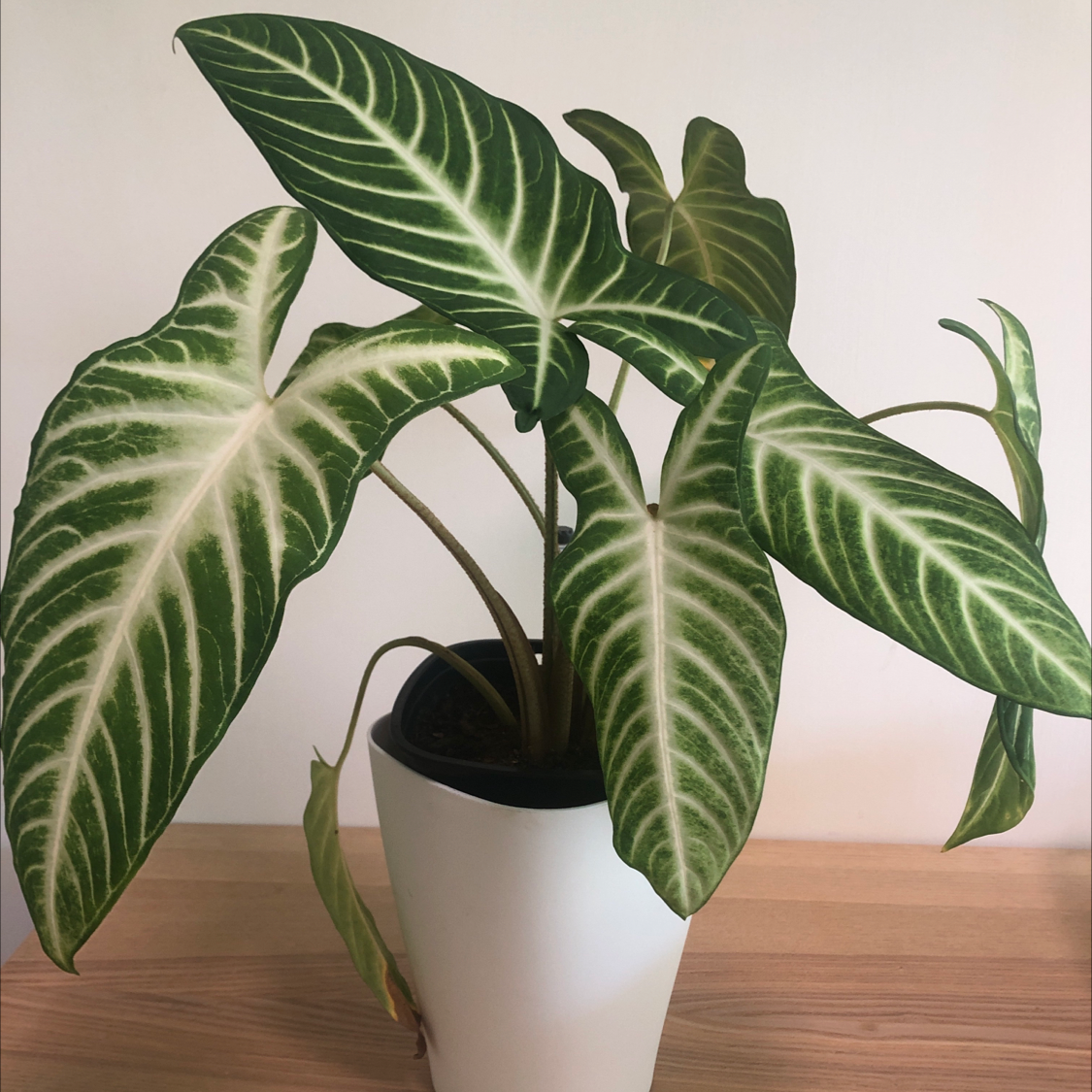 Photo of the plant species Xanthosoma Angel wings by @Plantastic named Caladium on Greg, the plant care app