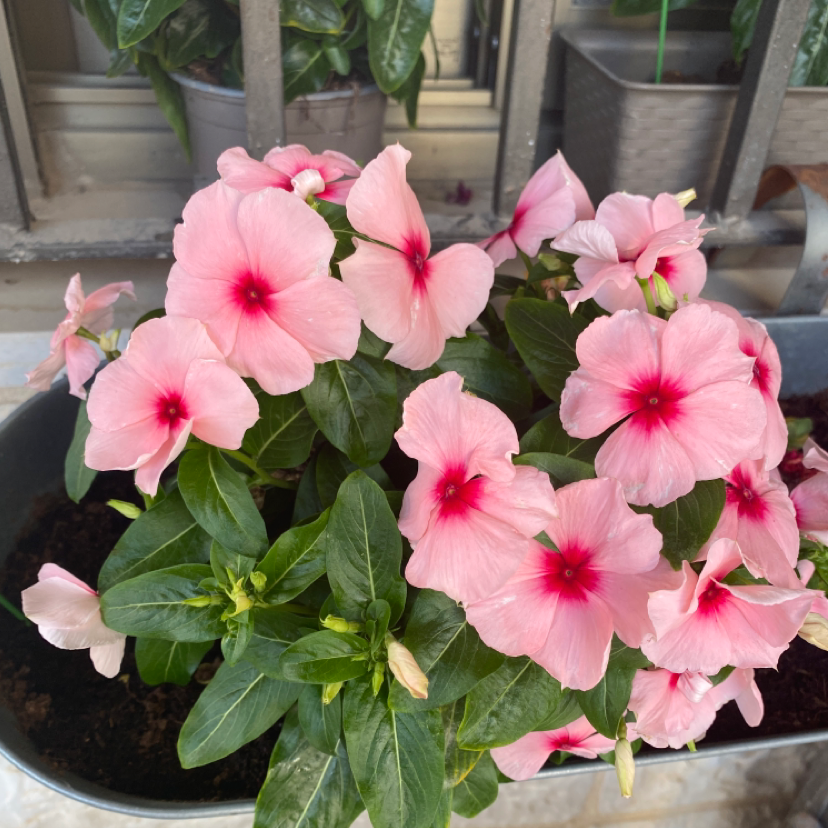 Bright Eyes plant with pink flowers and red centers in a pot, healthy green leaves, and visible soil.