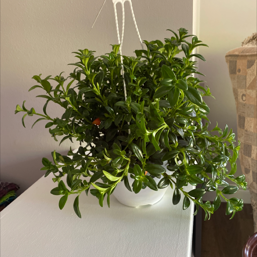 Photo of the plant species Goldfish Plant by @filligreen named Stu on Greg, the plant care app