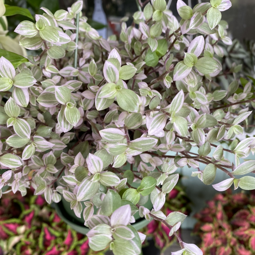 Callisia Pink Panther plant with variegated green and pink leaves, appearing healthy.