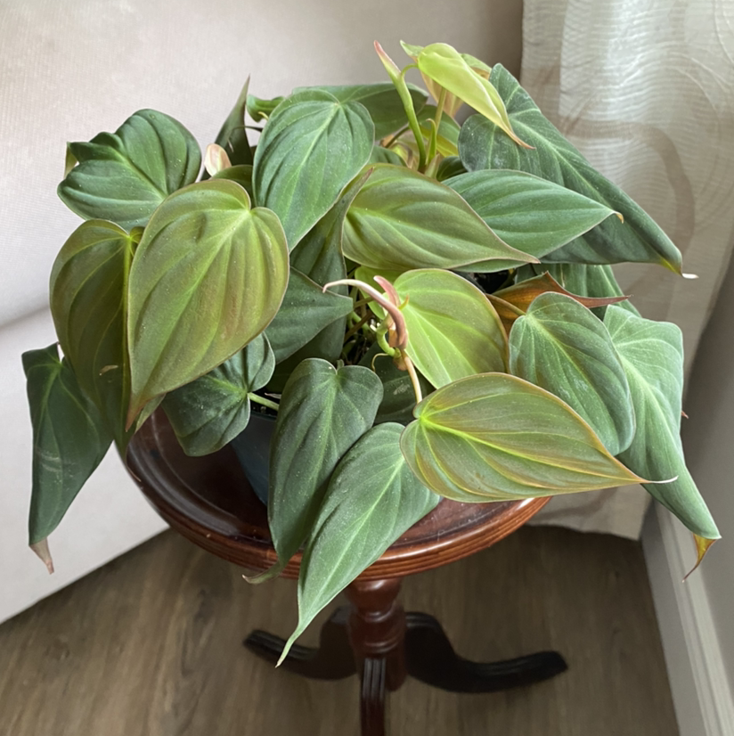 Photo of the plant species Philodendron Micans by @filligreen named Fizgig on Greg, the plant care app
