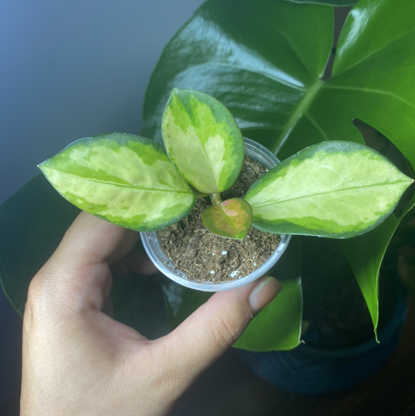 Photo of the plant species Hoya 'Lisa' by @filligreen named Donkeh on Greg, the plant care app