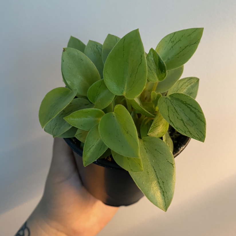Photo of the plant species Teardrop Peperomia by @filligreen named Pixi on Greg, the plant care app